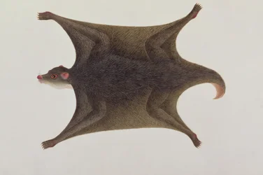 マラッカの動物、昆虫、爬虫類の絵、1805〜18年頃、マカニーのクーロン（マレー語）キツネザル（c.1805-18）（紙とトイレとガッシュ）